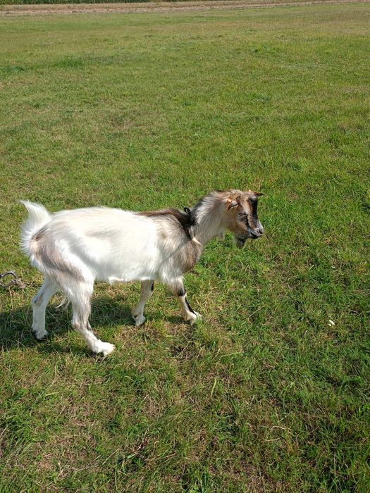 Młody kozioł do dopuszczenia