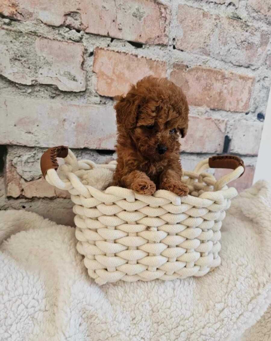 Caniche Red ㅤㅤㅤㅤ