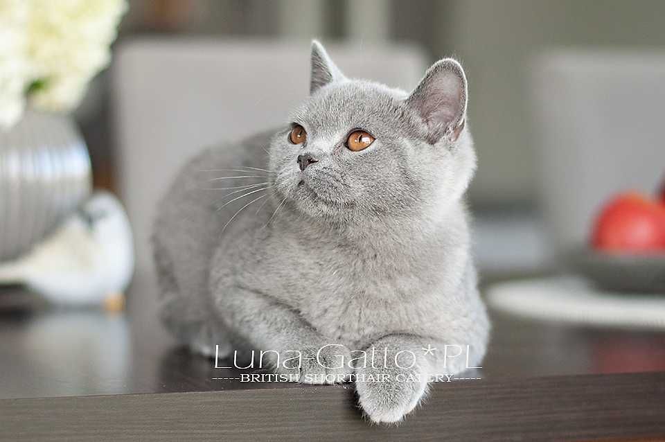 Kocur brytyjski, kot brytyjski niebieski - Rodowód FIFe