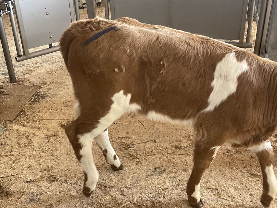 Cielaki byczki jałóweczki