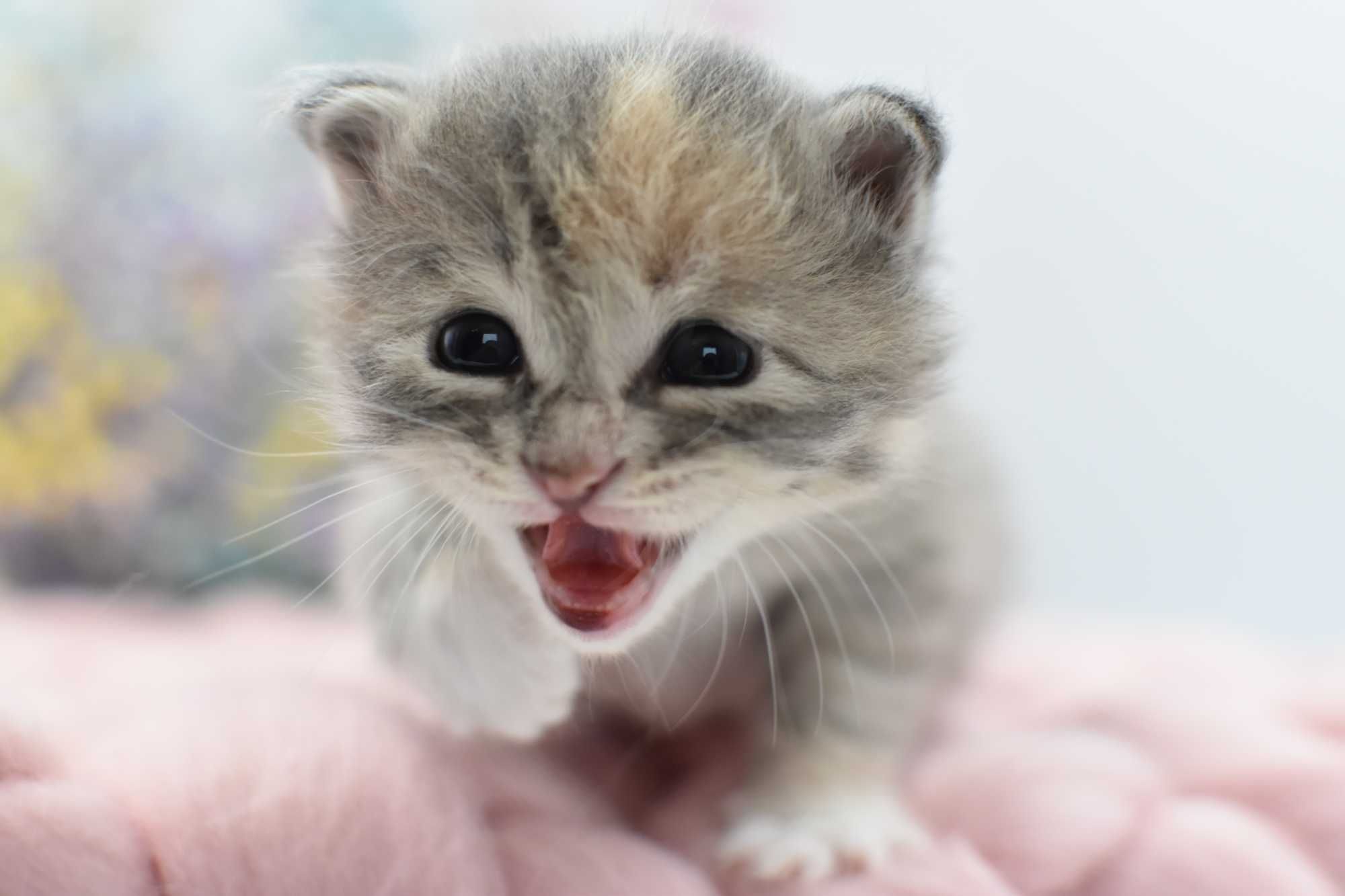 Kurylski Bobtail- Kocięta Rodowód FIFE/FPL- Hodowla Dynastia Kuryla*PL