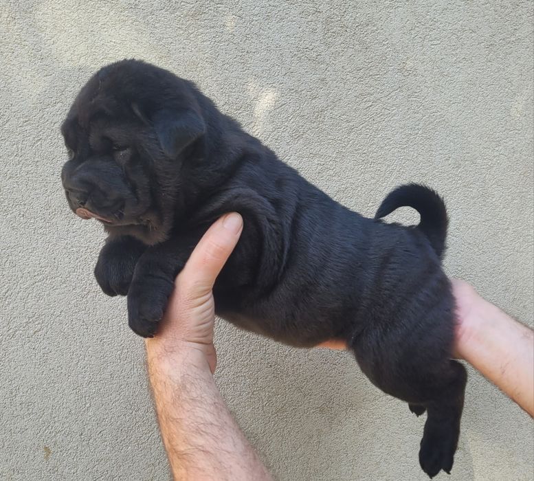 Sharpei femea preta