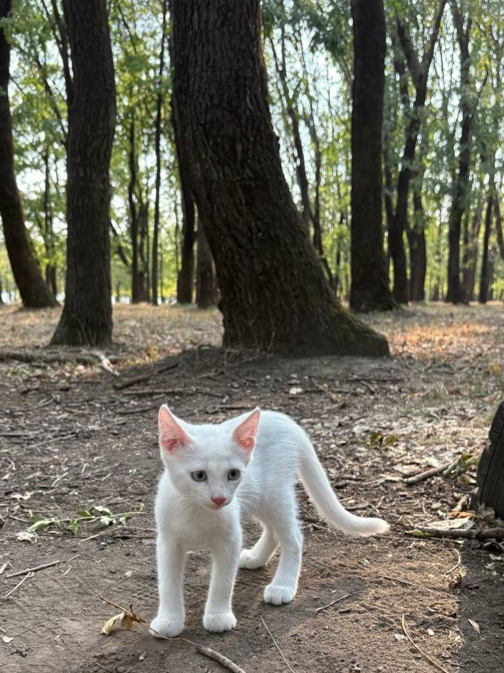 Котенок ищет дом