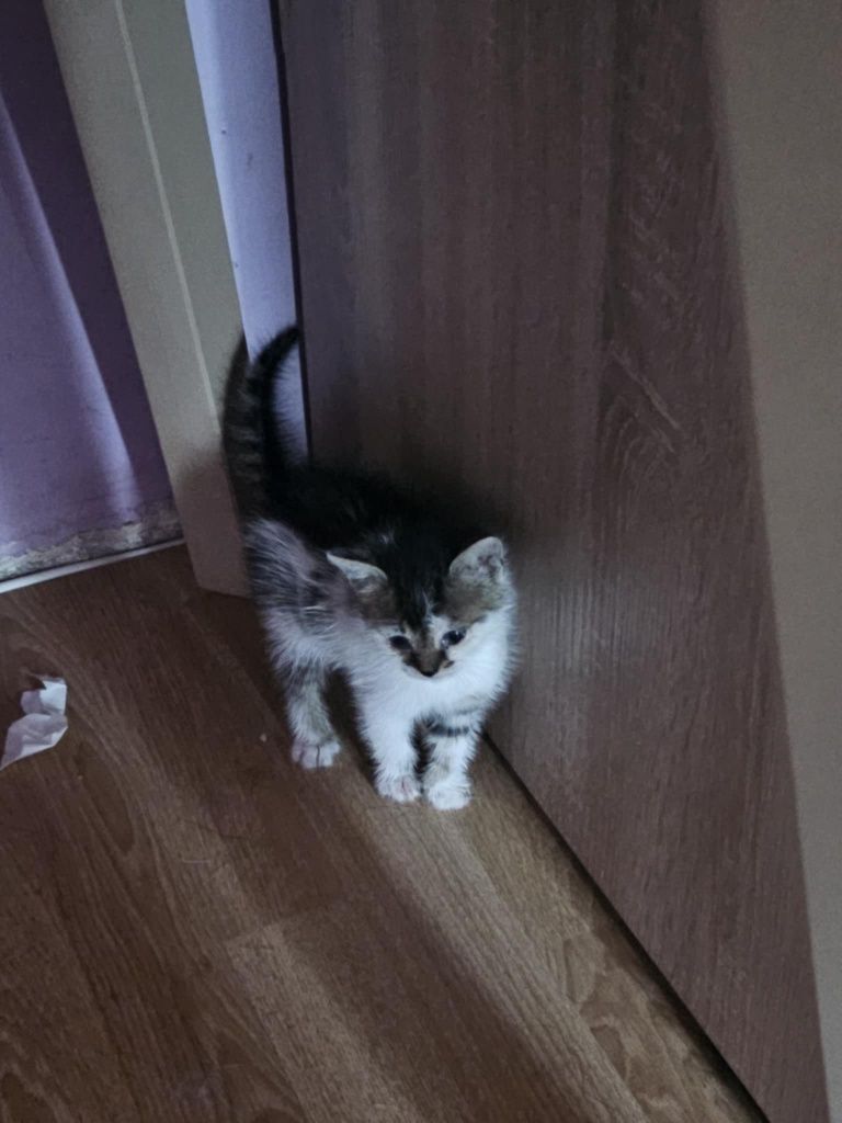 Kociaki. Słodkie chłopaki błagają o domy! Adopcja