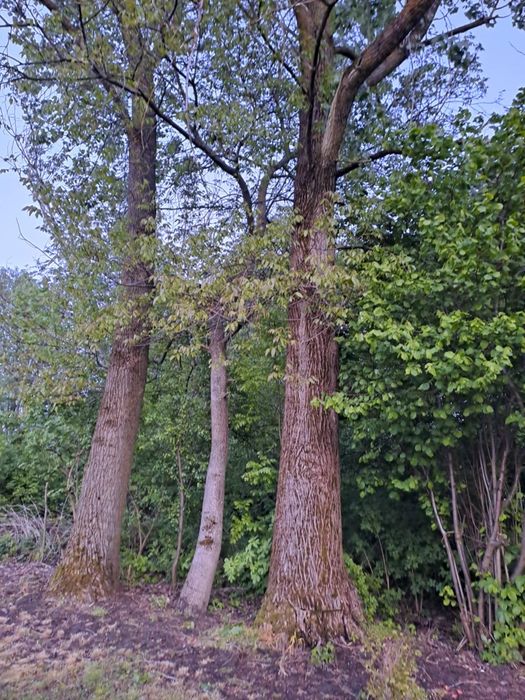 Drzewo na pniu Topola szt.2