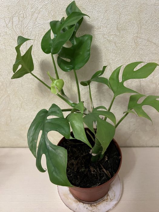 Монстера мініма минима