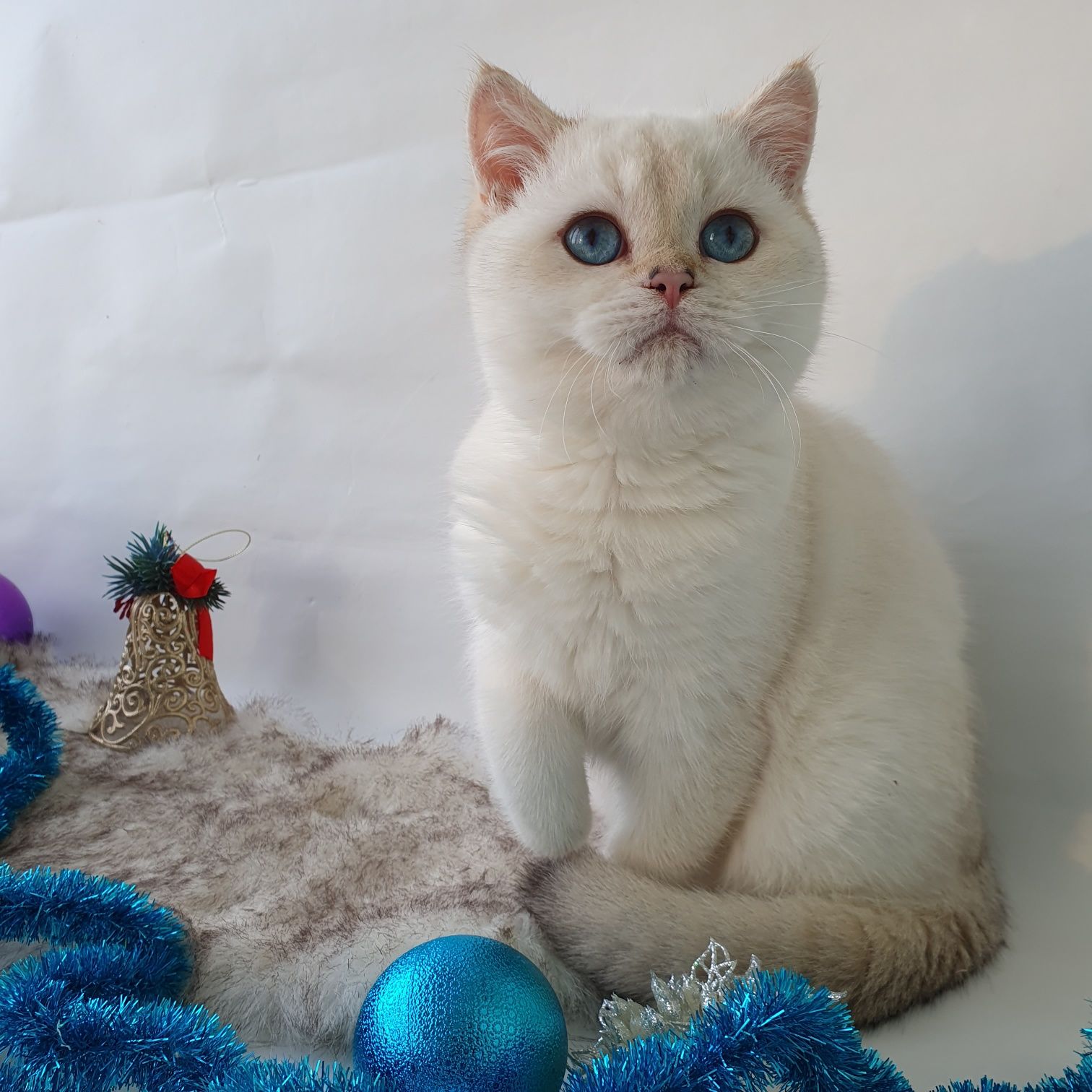Красивый британский котик с небесным цветом глаз. Котята, котик Киев