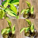 Сингониум Pink Spot Double variegated, Angustatum Tricolor, An. Lemon