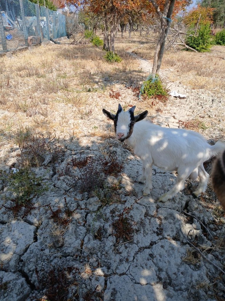 Cabrito anao super pequeno com 5.5meses