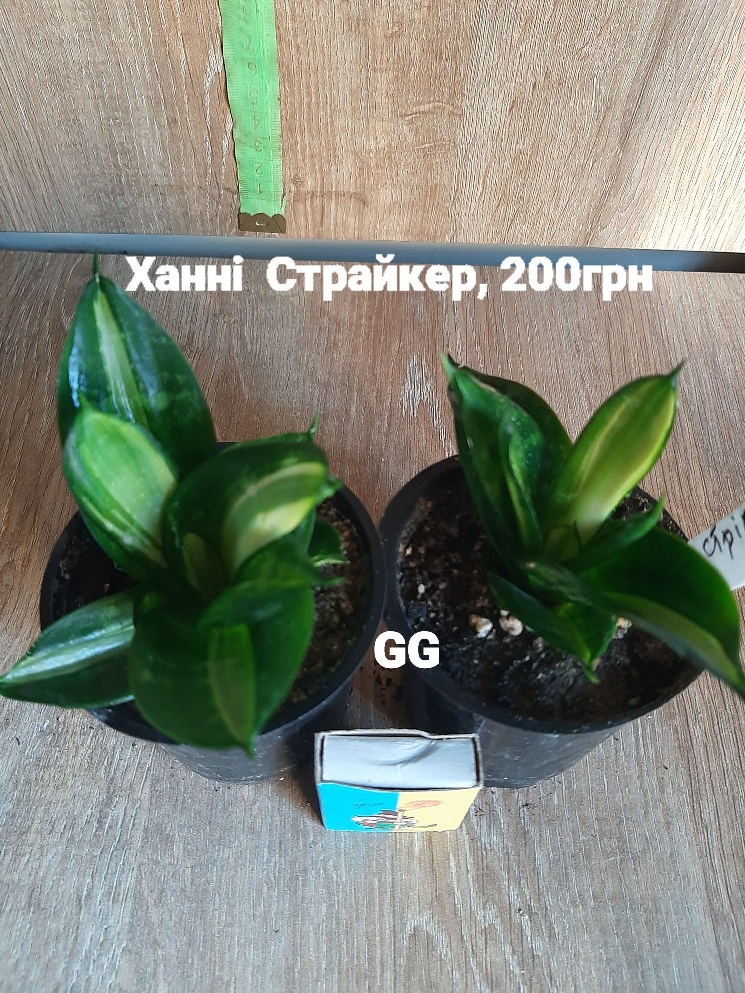 Домашні сансевіерії, гарно вкурінені