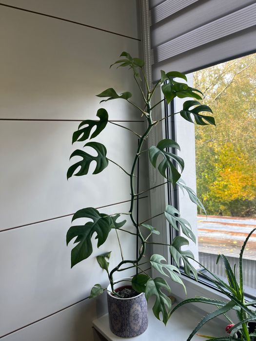 Rhaphidophora tetrasperma, Monstera 'Minima', filodendron 'Minima'