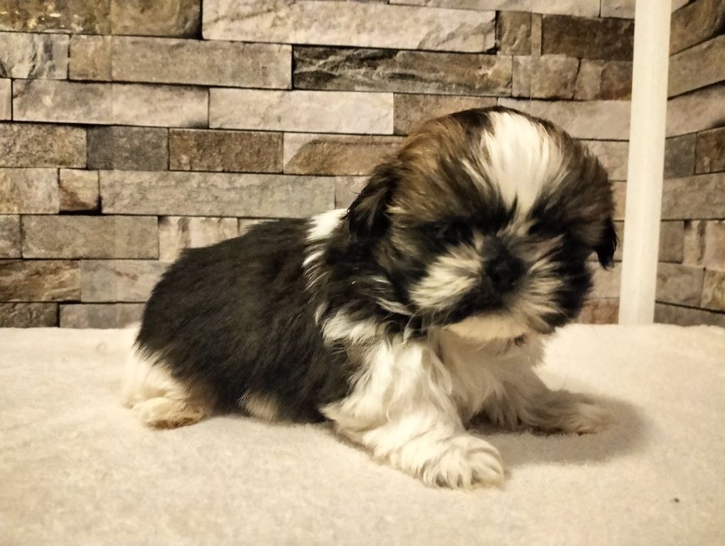 Piękny piesek shih tzu Miniaturka