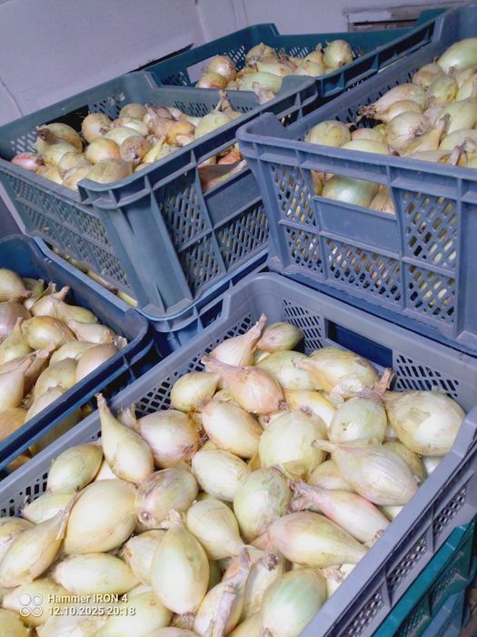 Cebula zwykła, cukrowa