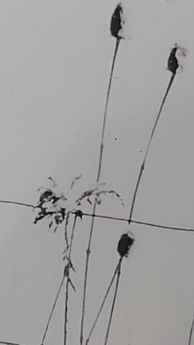 Allan Manus – „Winter Fence” (fotografia artystyczna, 2005)