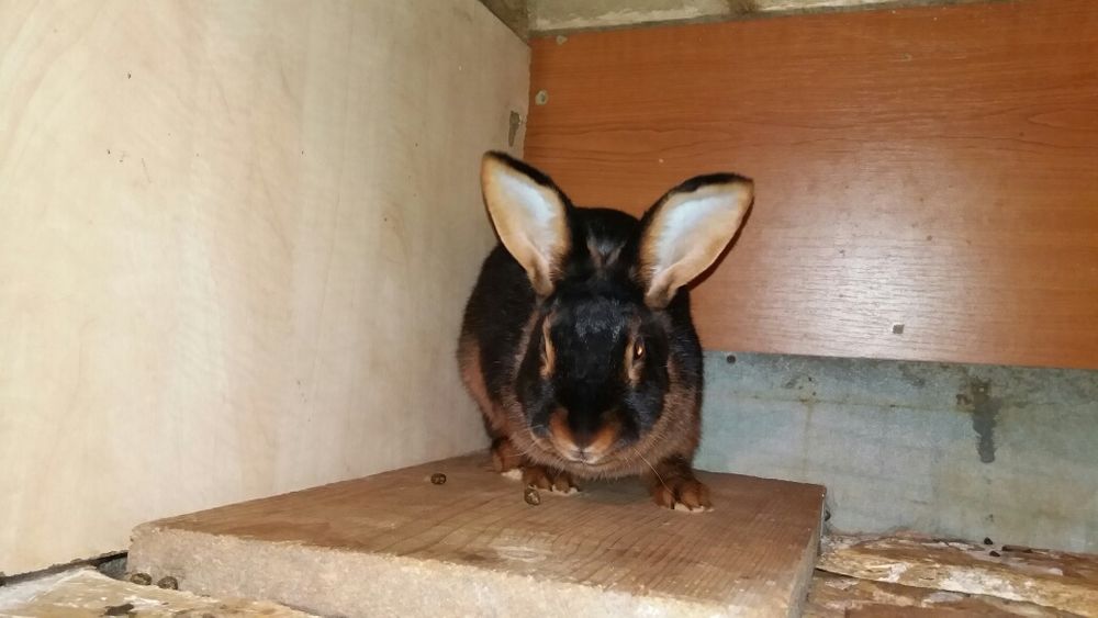 Кролики породы Черно Огненные.