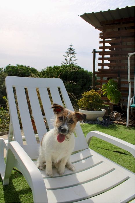 Jack Russel Terrier fêmea