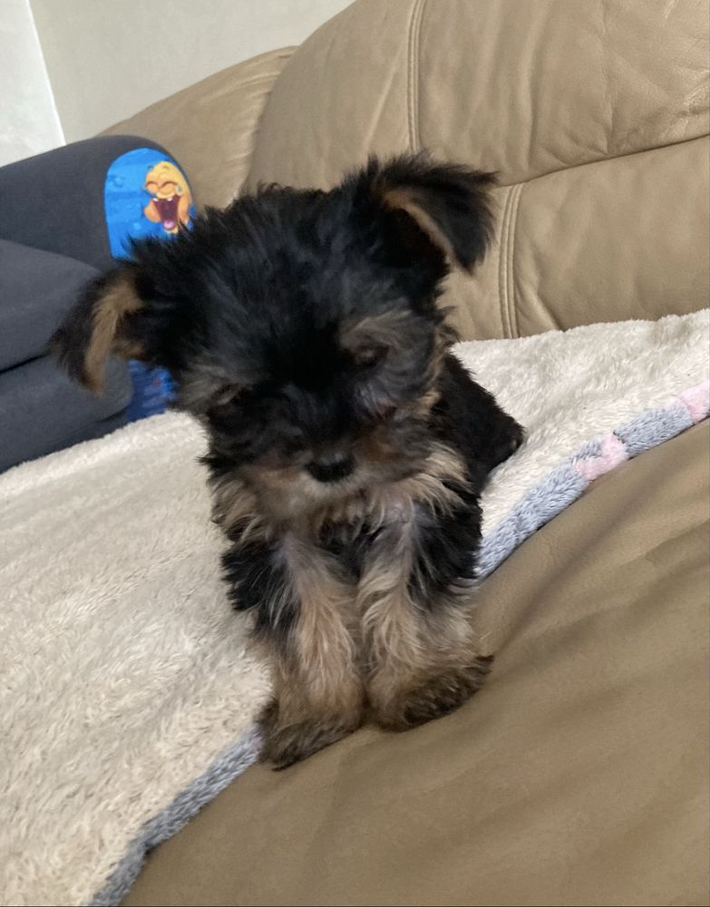 Suczka stalowo złota york yorkshire terrier