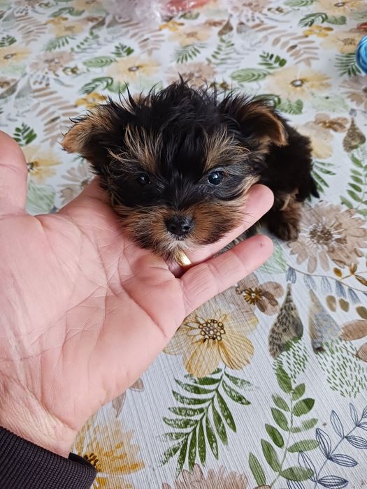 Yorkshire terrier macho