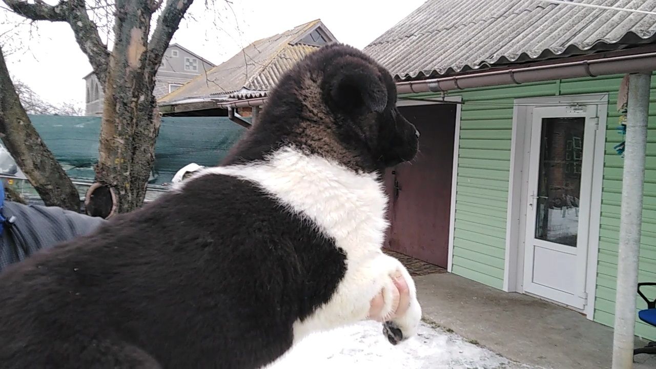 Американские Акиты