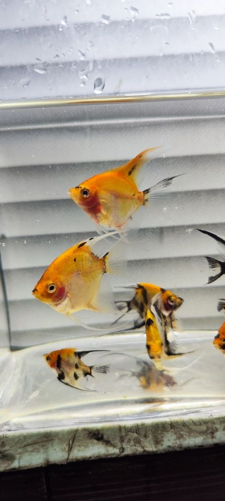 Skalary koi Red devil