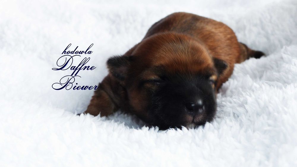 York Ocean Pearl Yorkshire Terrier