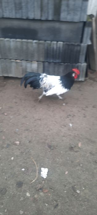 Продам півника Лакенфельдер