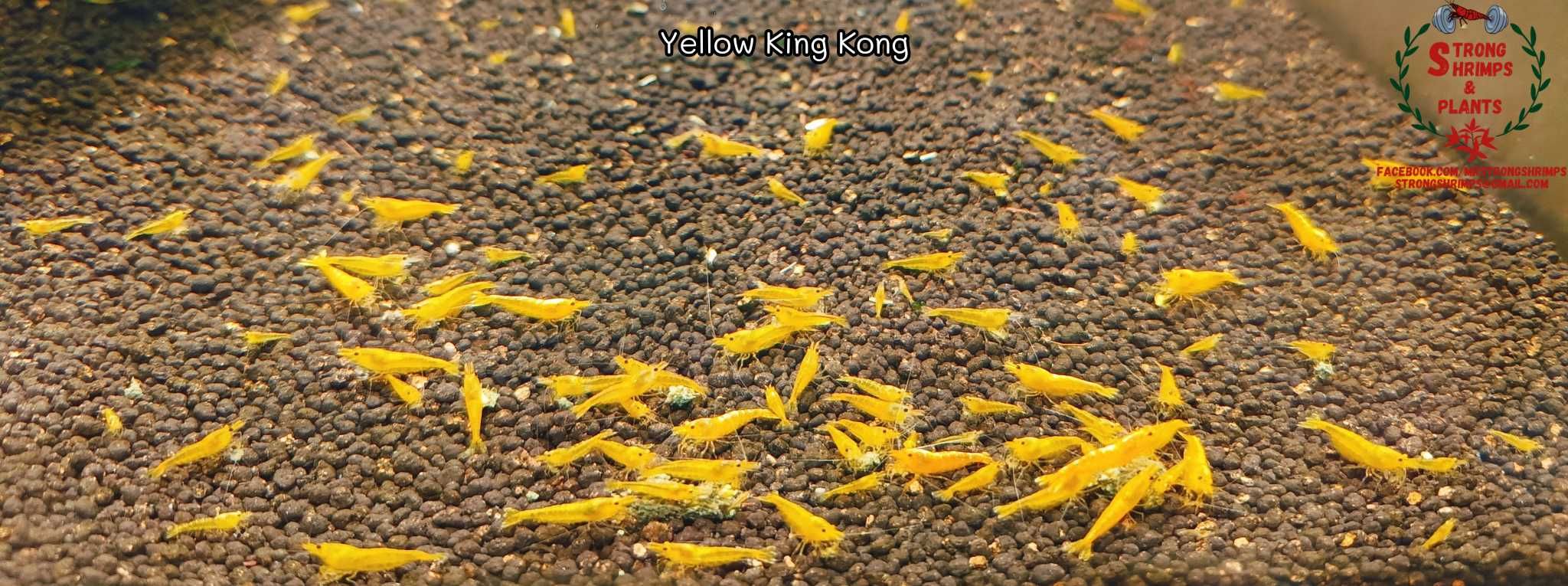 Krewetki Caridina Yellow King Kong gen Galaxy ZAMIANA GRATIS PROMOCJA