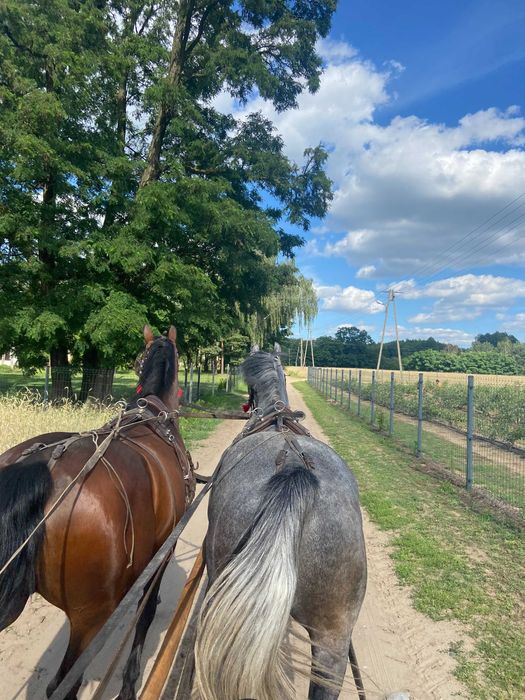 klacz do sportu rekreacji