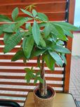 Pachira - drzewko szczęścia 100cm