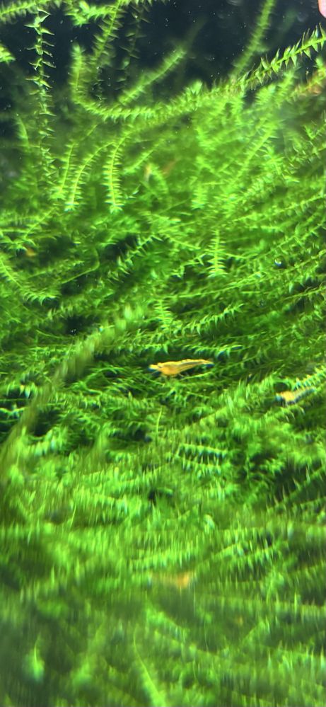 Krewetki Neocaridina Orange