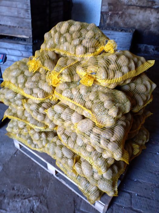 Ziemniaki jadalne Jurek – 20 zł / 15 kg | Dowóz gratis! |