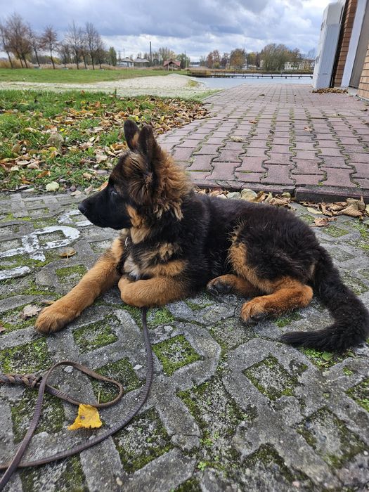 Owczarek Niemiecki Długowłosy