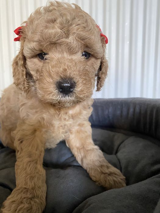 Cavapoo F1B Arya Cavapoo&Pudel Miniaturowy