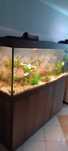 Akwarium z szafka juwel 450 fluval fx6 lira delta mieczyki corodyras