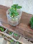 Produtos horticulos para venda