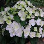 Саджанці гортензії "Наречена втікачка"Hydrangea 'Runaway Bride'