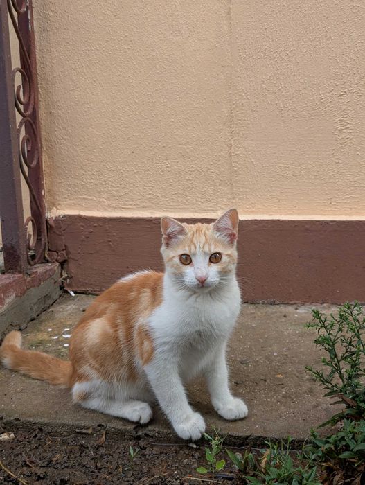 Кошка 3 месяца, котенок, отдам в хорошие руки