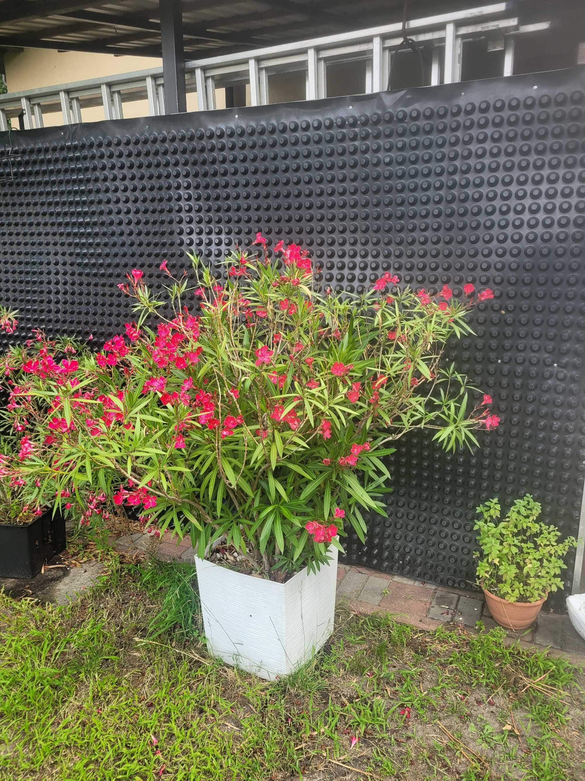 Krzew oleander warszawa falenica