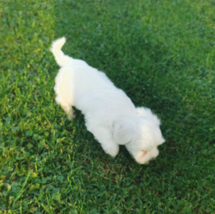 Super chłopiec rasy MALTAŃCZYK !!