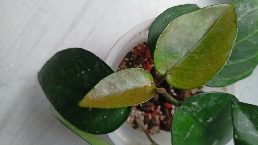 Hoya bonii rosnaca