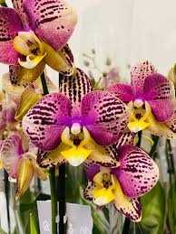 Орхидея Пиниф (Pinif)