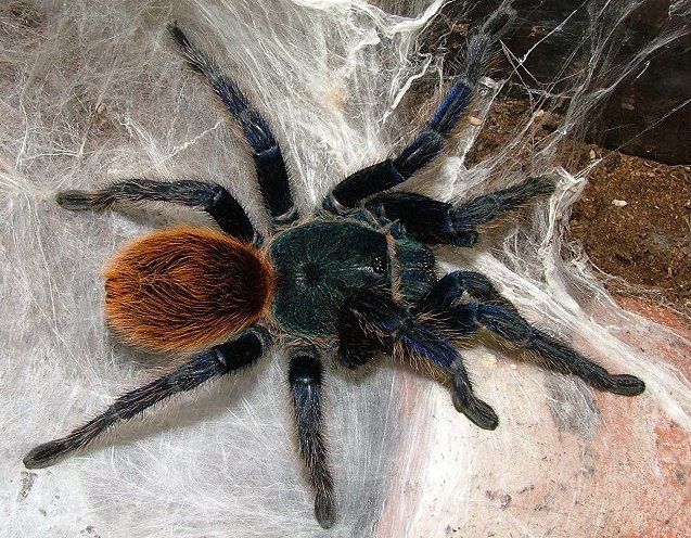 Паук Chromatopelma cyaneopubescens 
Самец