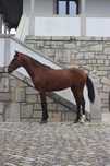 Poldro Luso Warmblood