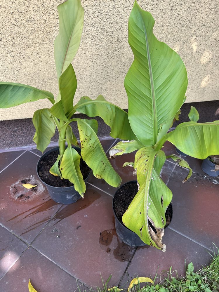 Bananowiec Ensete Ventricosum "Large seed"i inne odmiany bananowców