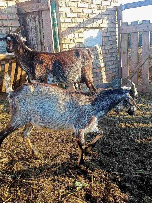 Англо- нубійці + альпійськи  козенята ,продам.