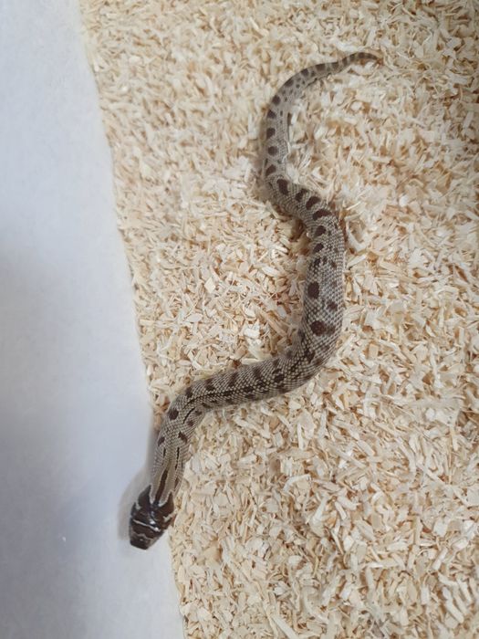 Heterodon zachodni heterodony nie zbożowe do terrarium