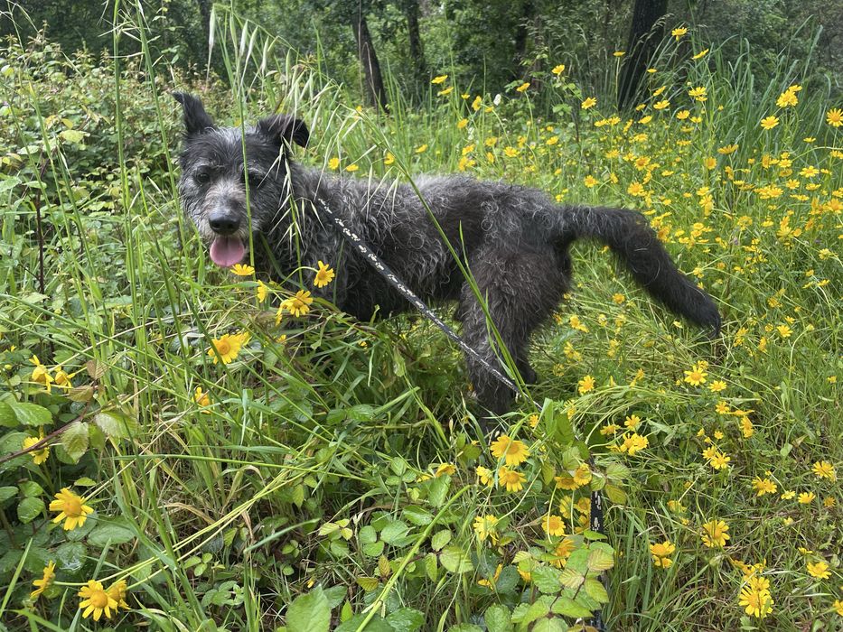 Cão tranquilo meigo
