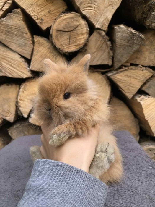 Królik miniaturka karzełek Teddy długowłosy