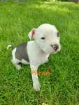 Szczeniaki American Stafodshire Terrier Amstaff