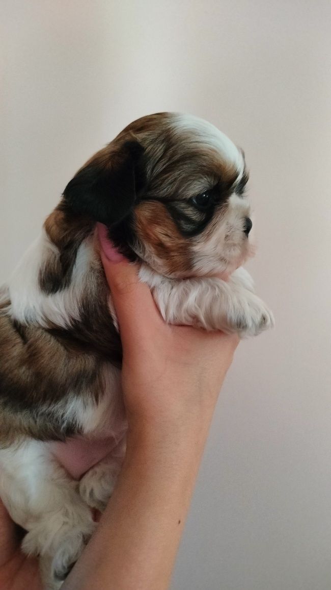 Suczka Shih - tzu rezerwacja